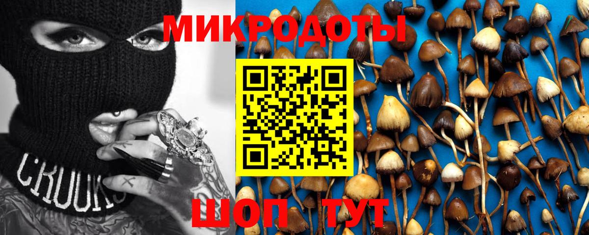 Псилоцибиновые грибы Psilocybe Бахчисарай